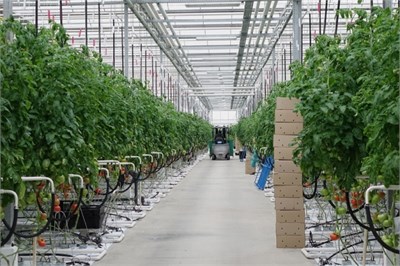 СЗЗ Тепличное хозяйство szzda31