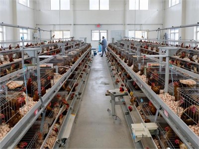 Инвентаризация + ПДВ (НДВ) + ПЭК Птицефабрика 2024 г. pdvda46