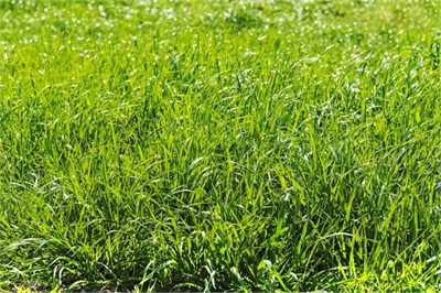 Раздел Рекультивация нарушенных земель в проекте капитального ремонта газопровода rekad03